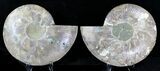 Large Split Agatized Ammonite Fossil #21588-1
